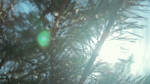 Coniferous Branch With Sun Light