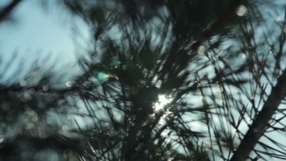 Coniferous Branch With Sun Light