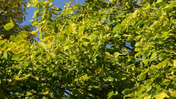 Elm Leaves In The Wind On  Sunny Day