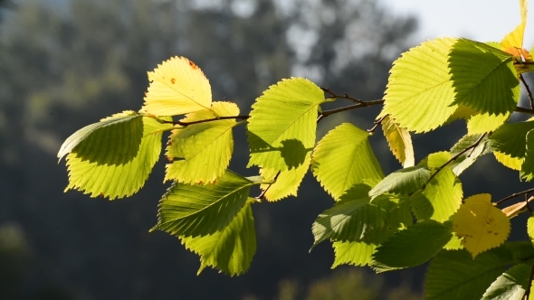 Elm Leaves In The Wind On  Sunny Day