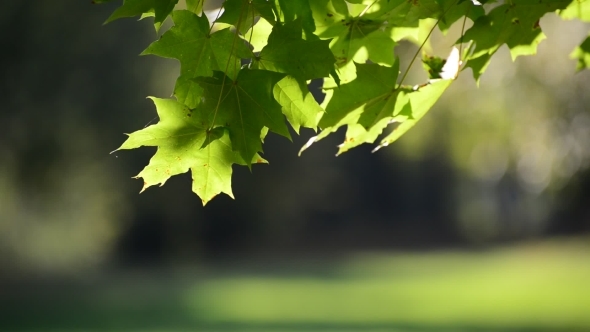 Summer Maple Leaves On Sunny Day
