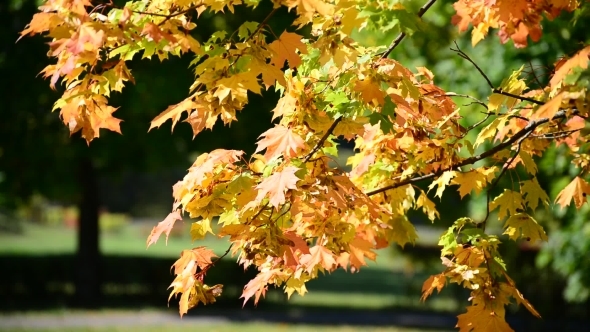Beautiful Autumn Maple Leaves On  Sunny Day