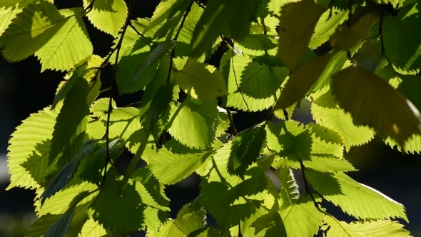 Elm Leaves In The Wind On  Sunny Day