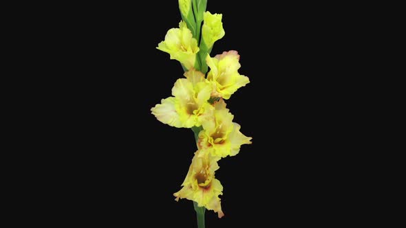 Time-lapse of opening yellow gladiolus flower