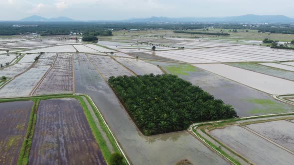 Aerial view oil palm plantation