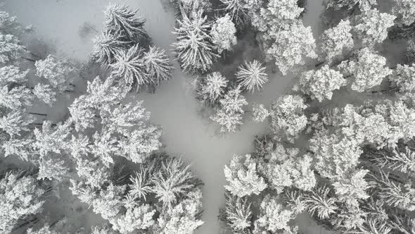 View From the Height of the Winter Forest with Snowcovered Trees in Winter