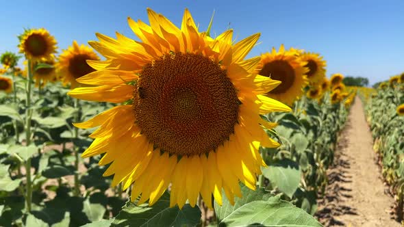 Beautiful Natural Plant Sunflower In Sunflower Field In Sunny Day 14