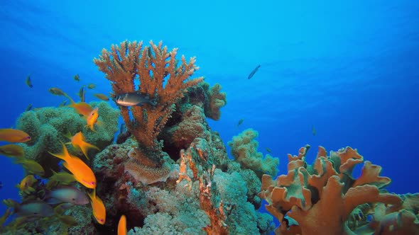 Underwater Tropical Sea