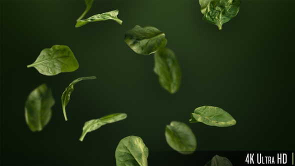 4K Handful of Healthy Green Spinach Leaves Tumbling Down Looping Background