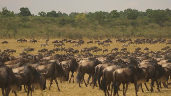 Wildebeests and some zebras in Masai Mara