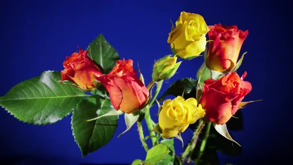 Roses Blooming on Blue Background