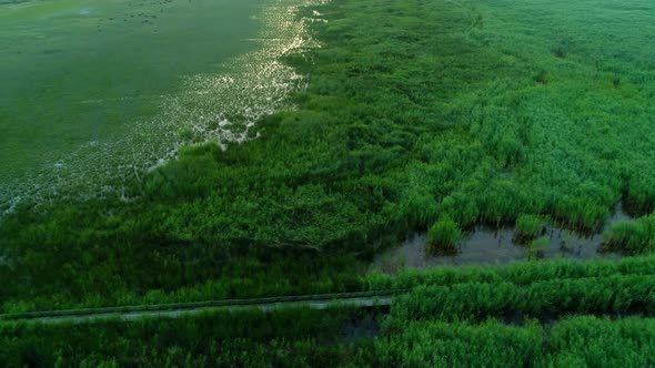 Wooden Bridge In A Green Reeds