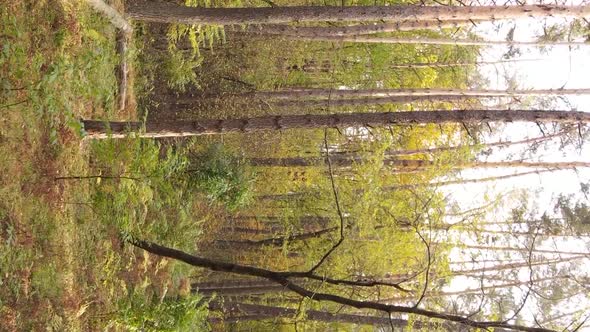 Vertical Video of Trees in the Forest in Autumn