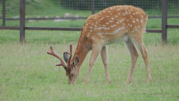 Sika Deer, Cervus Nippon Also Known As the Spotted Deer or the Japanese Deer. Ruminant Mammal Is