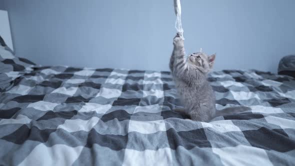 Small Funny Kitten of Scottish Straight Breed Has Fun Playing with Toy on String on Bed at Home