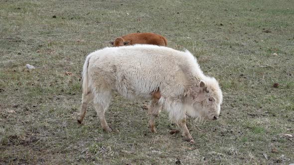 Albino Bison walking past bison calf in field