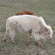 Albino Bison walking past bison calf in field - VideoHive Item for Sale