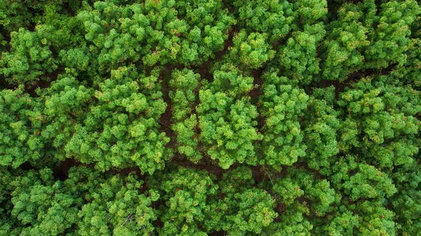 4K Aerial view over a rubber tree. rubber plantation. Drone view of Nature Background