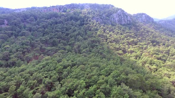 A Hill Covered With Pine Forests