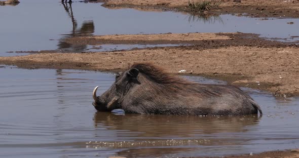 Warthog, phacochoerus aethiopicus, Adult having Bath, Nairobi Park in Kenya, real Time 4K