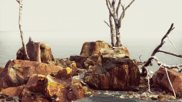 Beautiful Sea Rocks and Dead Trees in a Sea of Light Twilight