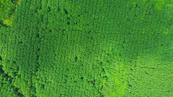 Aerial view from drone over rubber trees plantation. 4K