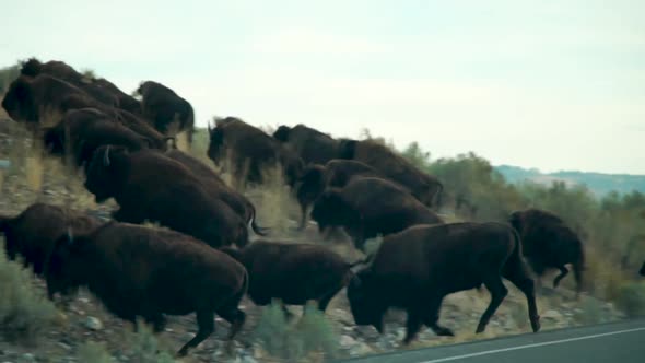 A herd of Buffalo (Bison) charging up an embankment