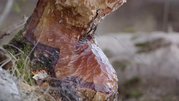 Swedish birch tree chewed up by a Eurasian beaver, static close up