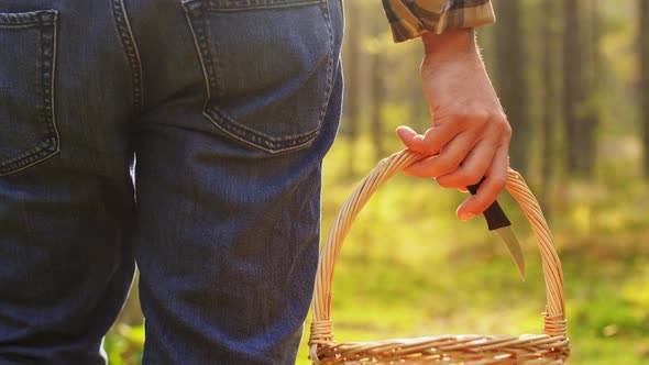 Man with Basket Picking Mushrooms in Forest