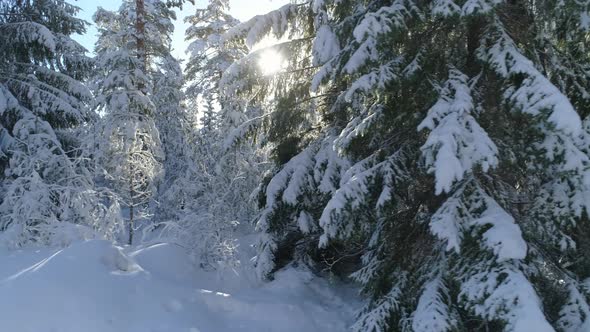 Winter Forest Wonderland