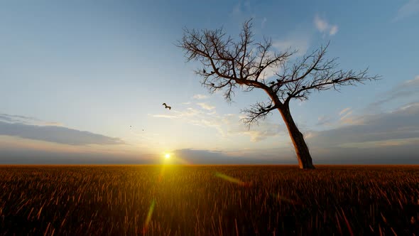 Bird Landscape Flying Around Dry Tree Sunset