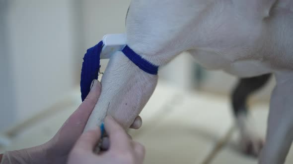 Closeup Injecting Syringe Needle and Taking Blood Sample of Dog in Veterinary Clinic