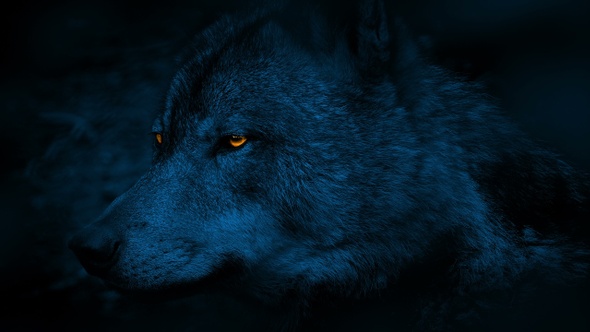 Wolf Side View With Glowing Eyes At Night