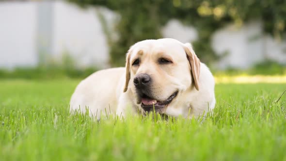 Labrador Retriever Dog in Park