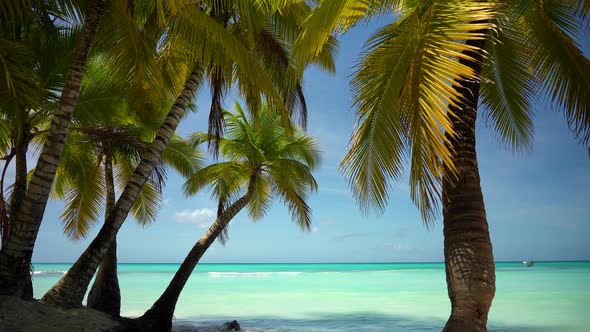 Palm Trees And Beautiful Ocean