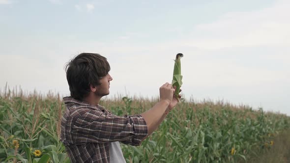 An agronomist in a corn field inspects the corn crop. Agriculture.