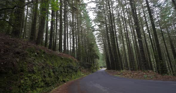 Road and Forest near Ribeiro Frio, Madeira Island in Portugal, Reel Time 4K