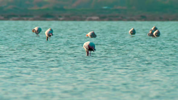 Flamingo Lake Nature Wildlife Water Wild Pink Bird Animal