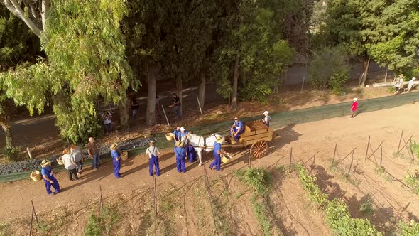 Aerial view of horse pulling wagon on hilly grapes fields in Greece.