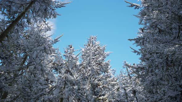 Winter Calm Forest at Sunny Day