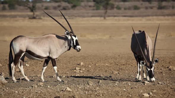 Gemsbok Antelopes - Kalahari Desert