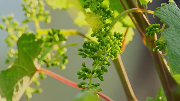 Unripe bunch of grapes. Green young sprout of grapes slowly sways in the wind by early spring. Ripen
