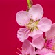 Peach Blossom Time Lapse on Red - VideoHive Item for Sale