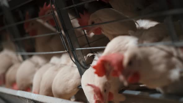 Factory Farming Of Chicken
