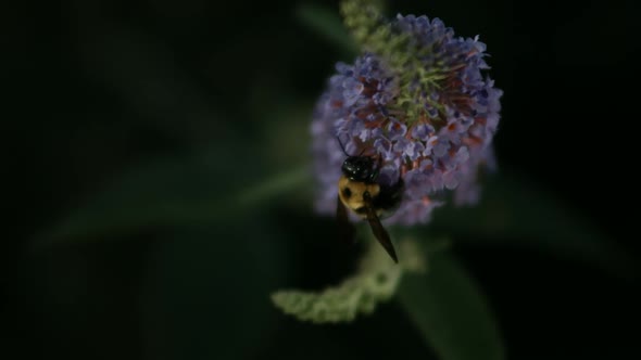 Bee in ultra slow motion 1500fps - INSECTS PHANTOM 010