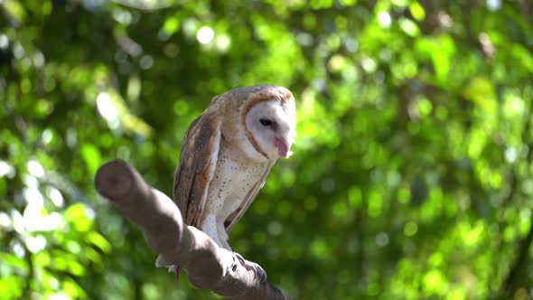 An owl is eat on a tree 