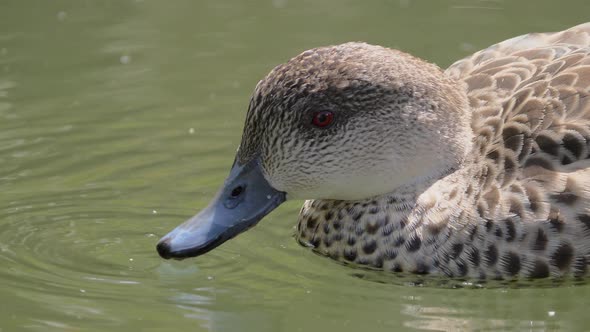 Grey Teal Swimming And Drinking Water On Pond During Summer In New Zealand. - close up