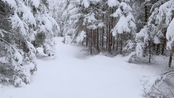 Trees covered in snow in the Snowy Winter forest. Tracking gimbal