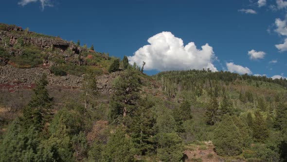 Panning view through forest