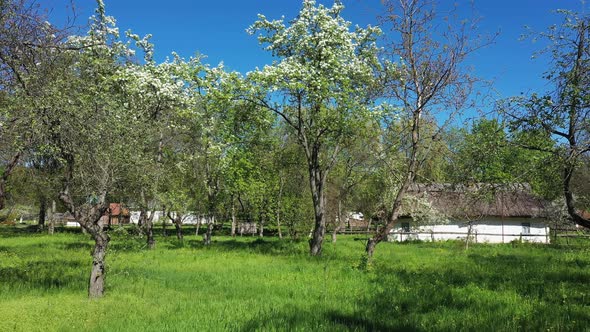 Ancient House with Straw Roof in Beautiful Green Spring Garden Aerial View